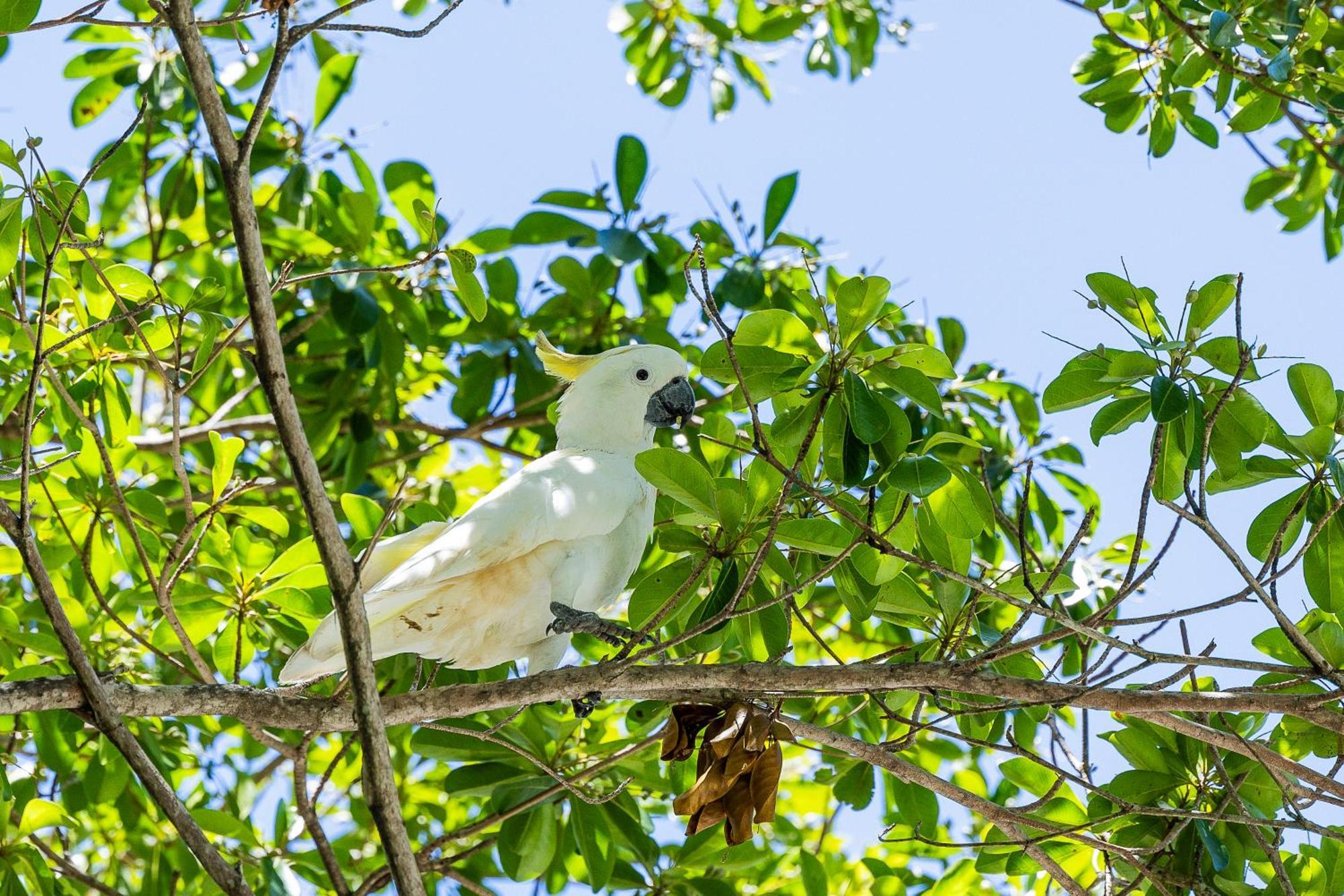 Kipara Tropical Rainforest Retreat Еърли Бийч Екстериор снимка