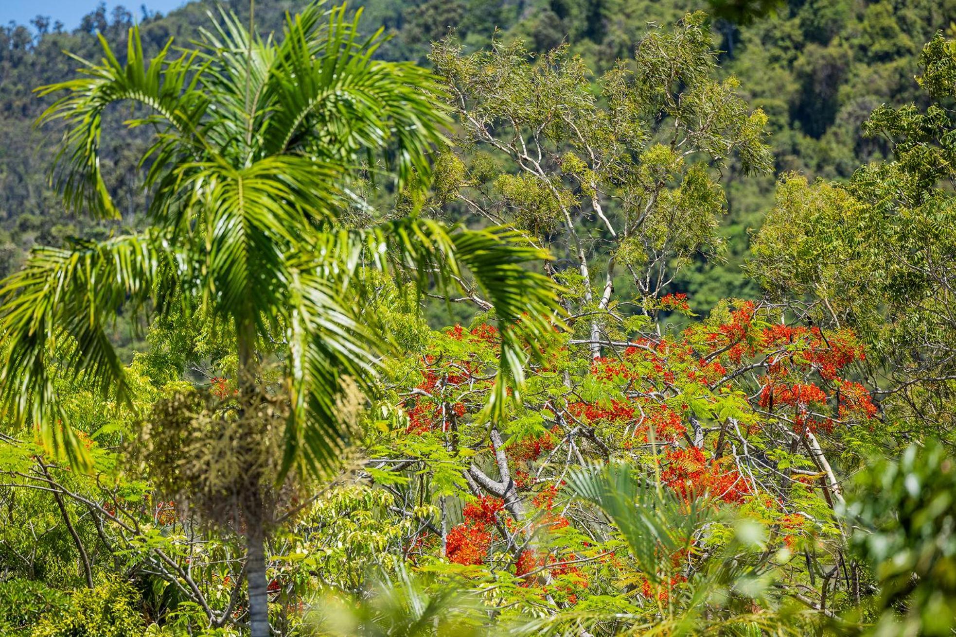 Kipara Tropical Rainforest Retreat Еърли Бийч Екстериор снимка